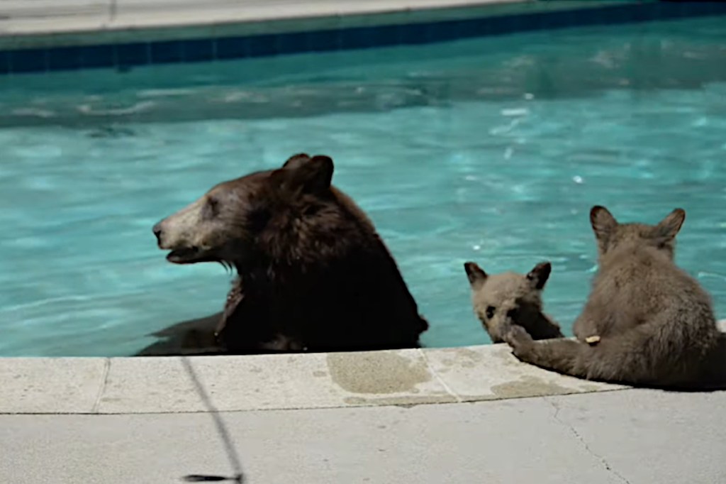 Bear Breaks Into Home, Scarfs Down Whole Bucket of KFC From Kitchen ...