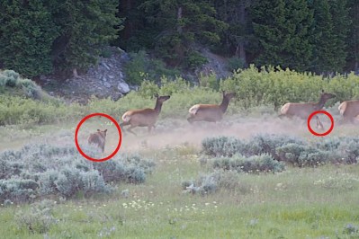 Grizzly Bear Runs Down Elk Calf in Grand Teton National Park - Wide ...