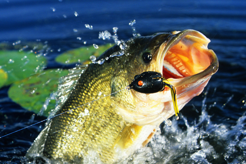 Frog Lure: 5 Best Options for Bass Fishing