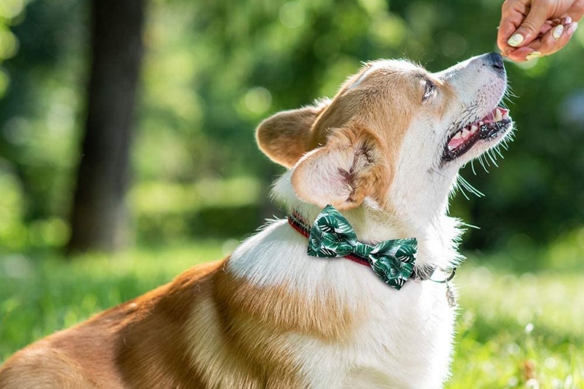 bow-tie-for-dogs-5-best-sets-of-2021-for-holidays-and-events