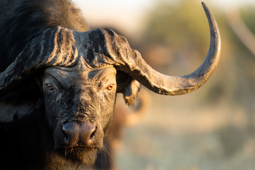 Cape Buffalo Charges Hunters in White-Knuckle Clip - Wide Open Spaces