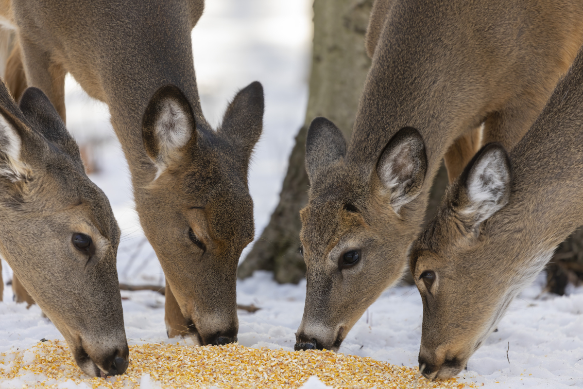 Deer Baiting Ethics Weighing the Pros and Cons Wide Open Spaces