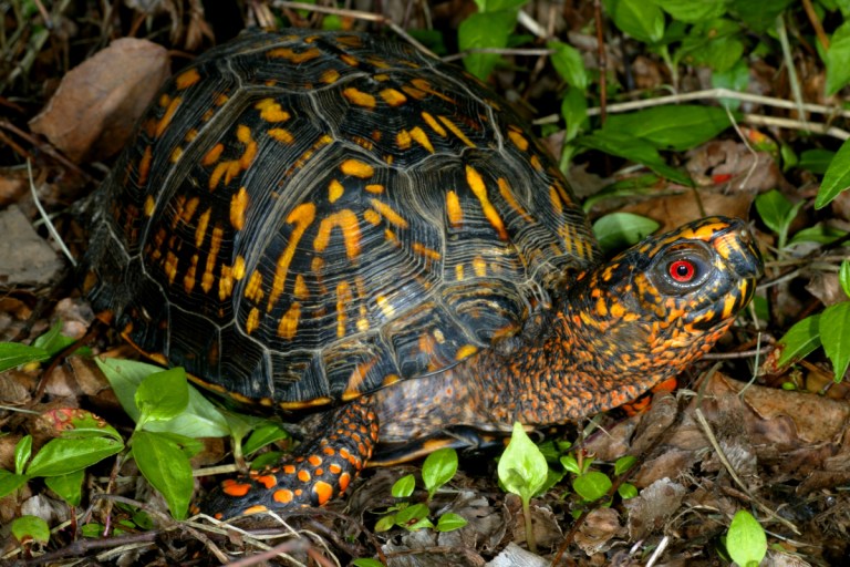 Eastern Box Turtle: One of the Most Colorful Reptiles in North America ...