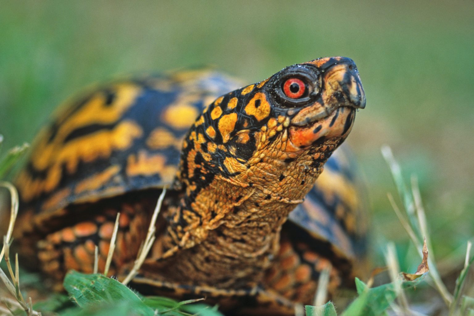 Eastern Box Turtle: One of the Most Colorful Reptiles in North America ...