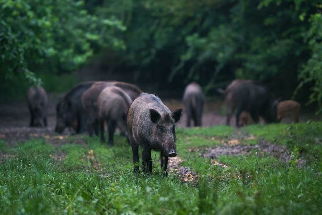 New Alabama Night Hunting Permit for Hogs and Coyotes Available Wide