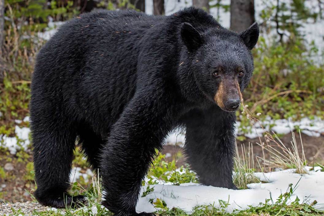 What to Do If You Encounter a Black Bear - Wide Open Spaces