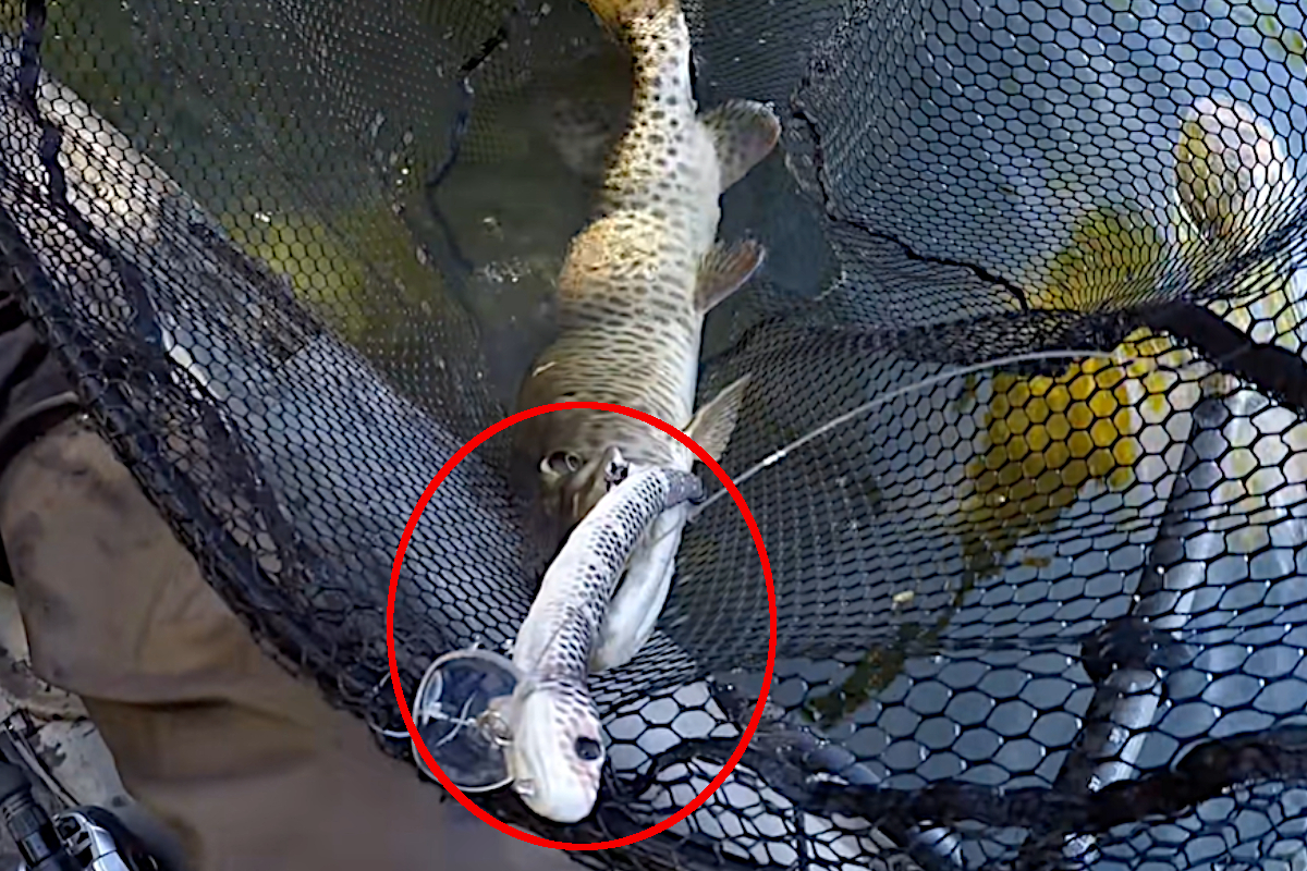 Snake Topwater Lure Helps Kayak Angler Boat a Muskie - Wide Open