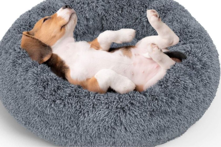 The Best Snuggle Bed of 2021 for Dogs With Anxiety & Love Cuddling