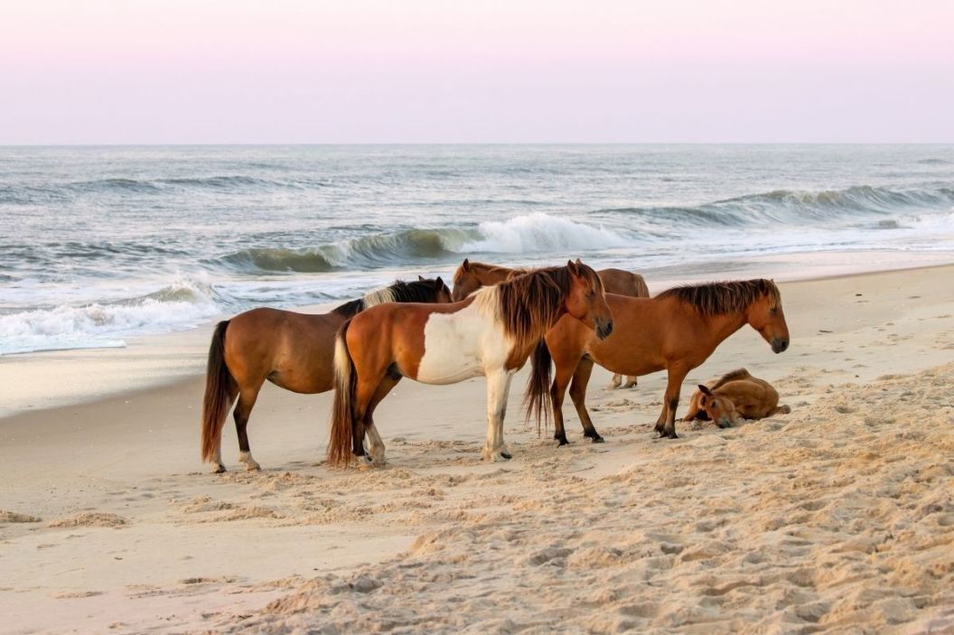 Assateague State Park: Wild Horses Roam This Maryland Island