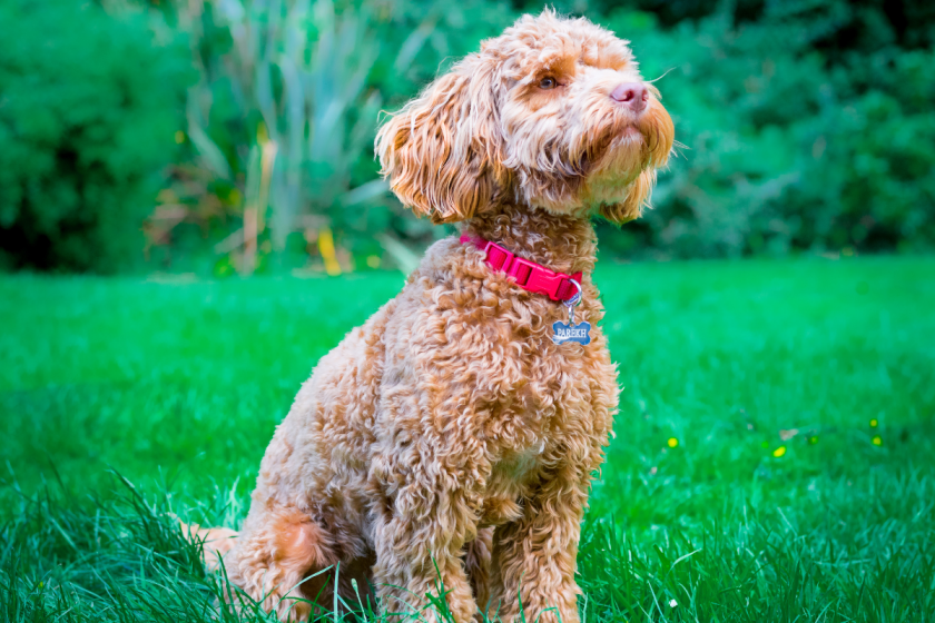 Cockapoo Dog Breed: History, Variations, And More!