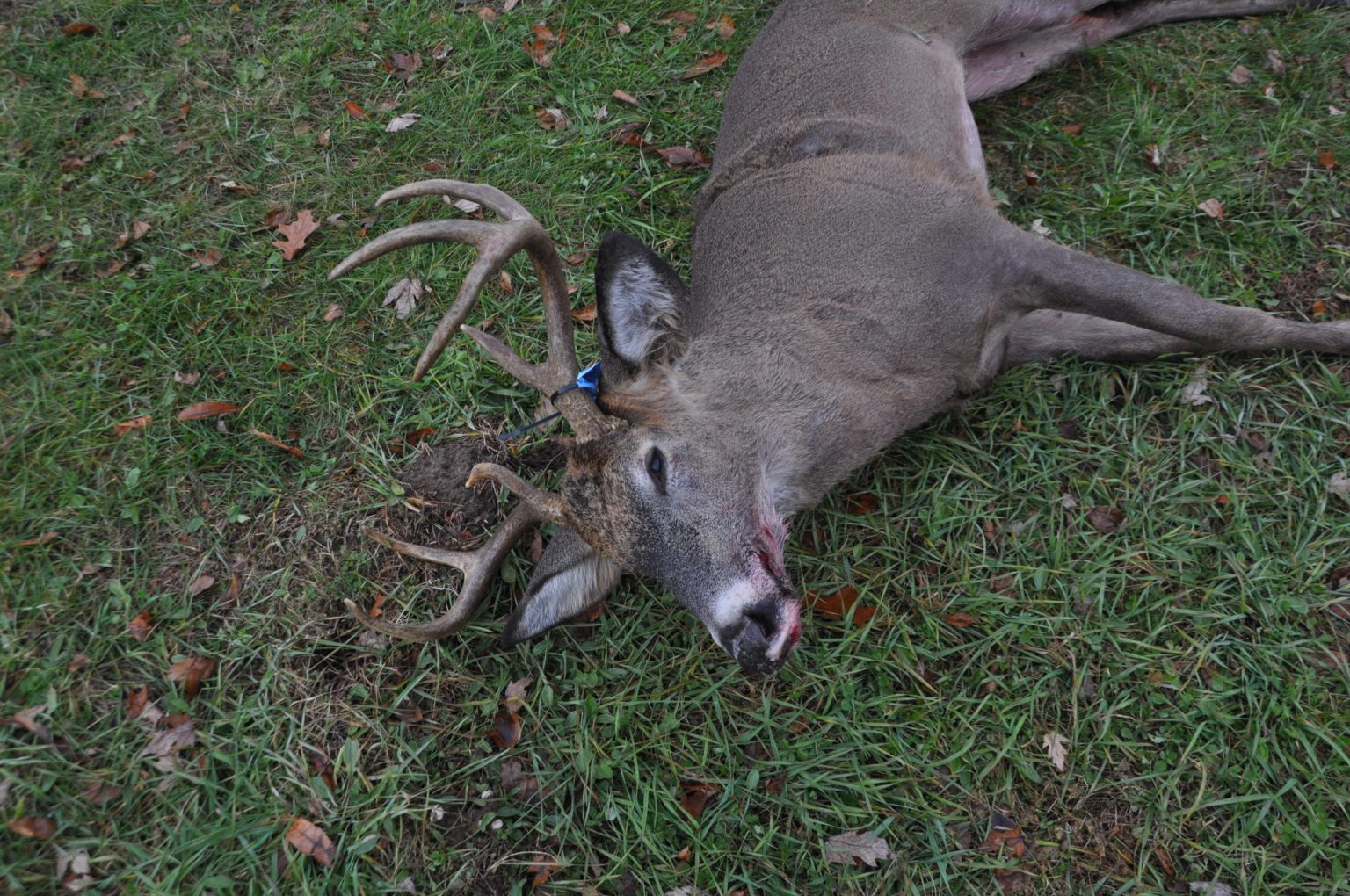 Breaking Down Michigan's Combo Deer License