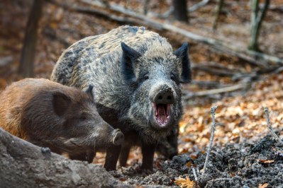 10 Best States for Hog Hunting - Wide Open Spaces