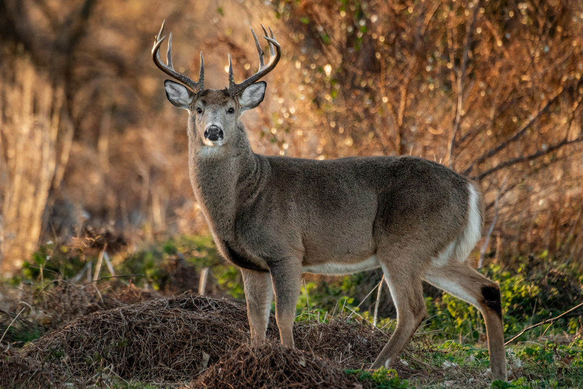 Hunter Makes Perfect Shot on Running Buck - Wide Open Spaces