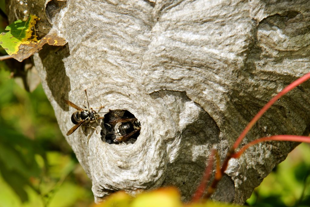 The Bald Faced Hornet: What to Know About This Common and Aggressive ...