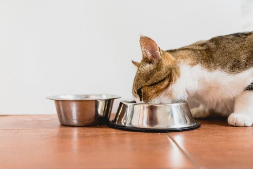 5 Best Cat Slow Feeders of 2022 to Help Stop Weight Gain, Bloat, & More