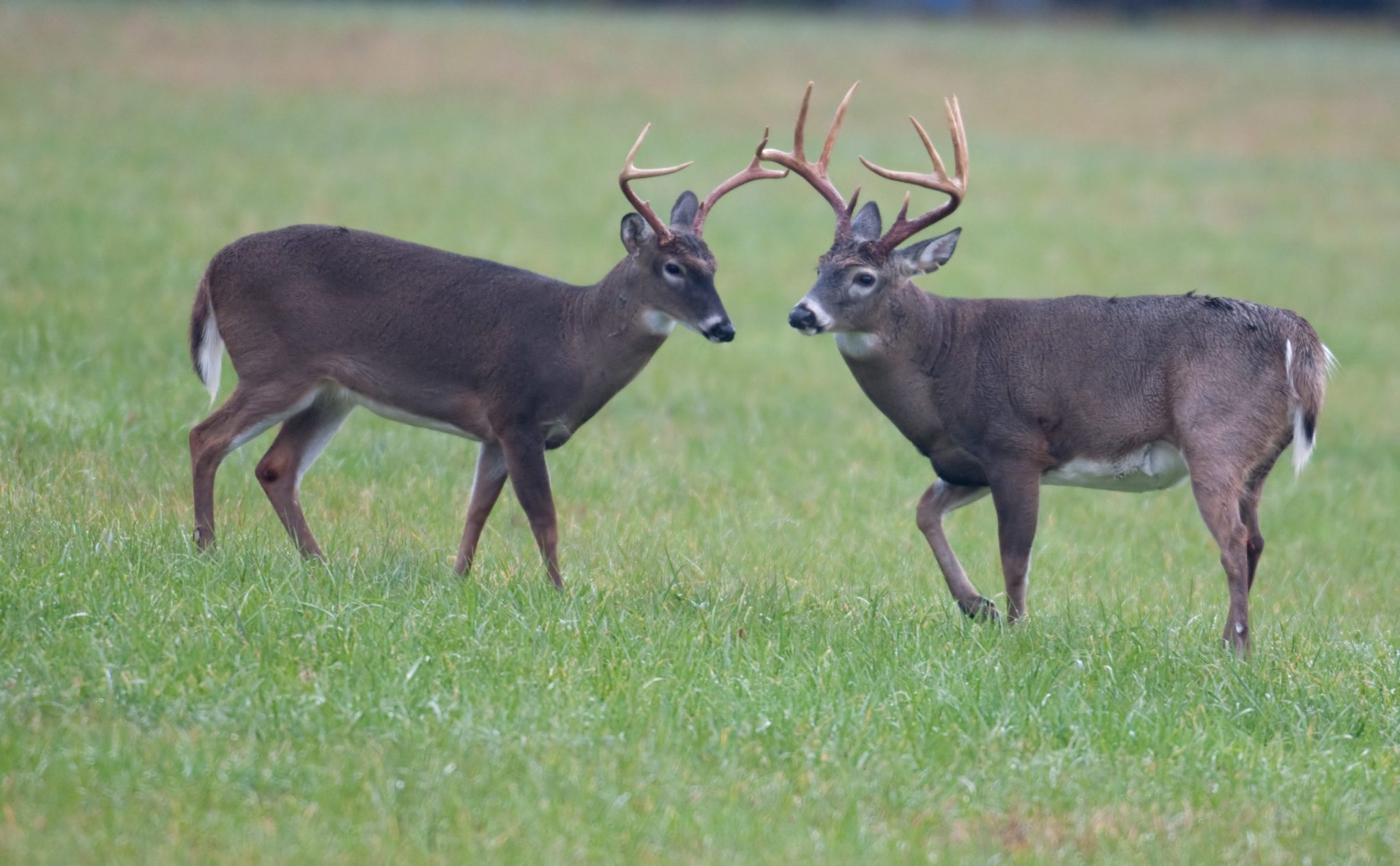 8 Vital Things To Do In August To Scout And Prep For Deer Season - Wide 