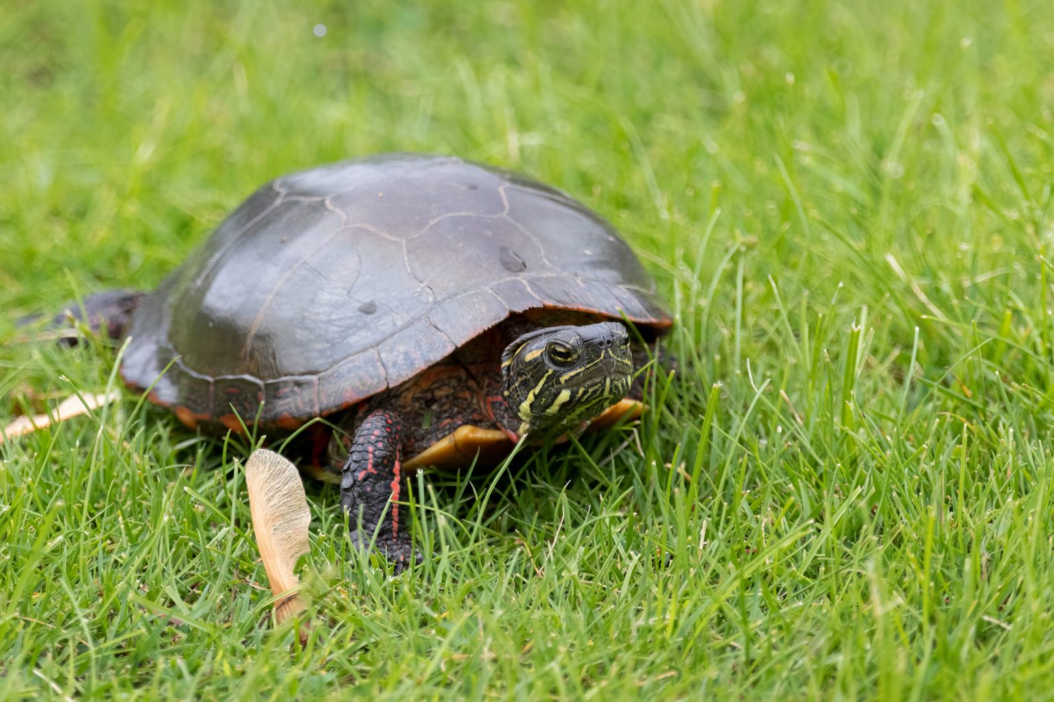 Eastern Painted Turtle: One of North America's Most Common and Colorful ...