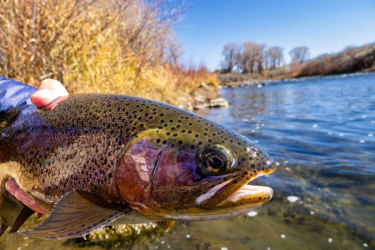 7 Best New Trout Lures - Wide Open Spaces