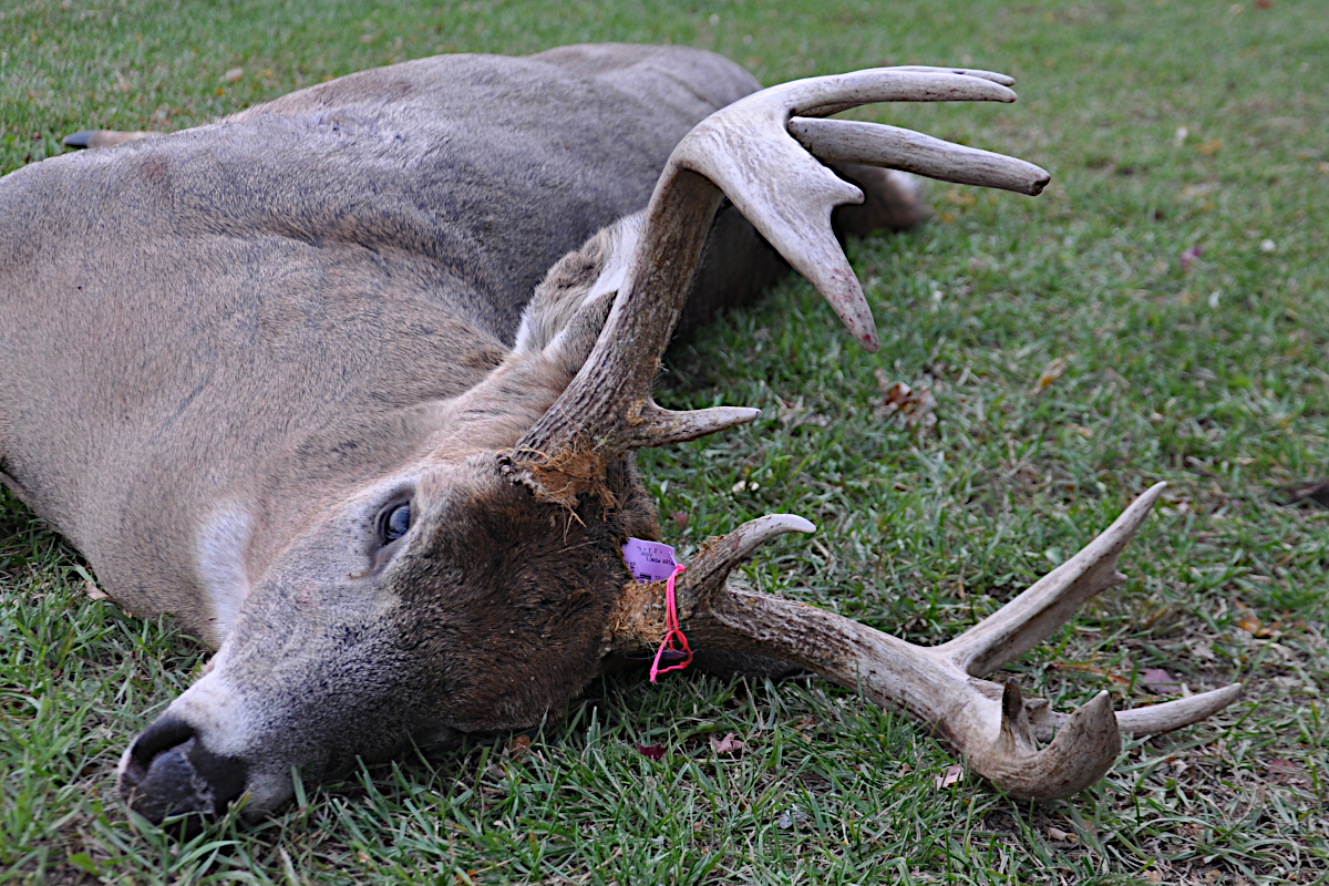 Michigan Releases Major New Deer Hunting Regulations in Response to CWD