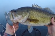 Kayak Angler Lands Two Bass on Same Cast Using a Bird Lure - Wide