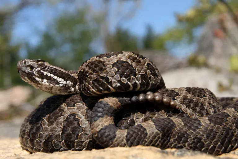 Michigan Snakes: A Quick Field Guide to All 18 Species