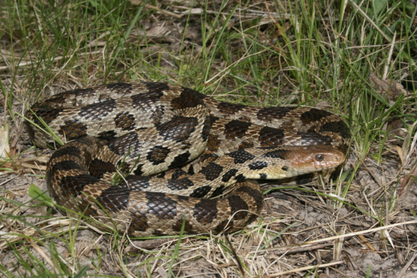 Michigan Snakes: A Quick Field Guide To All 18 Species