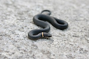 Michigan Snakes: A Quick Field Guide to All 18 Species