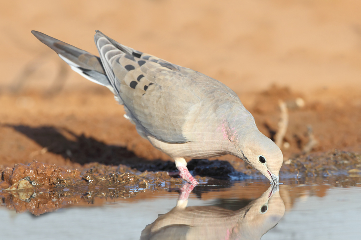 Texas Dove Season The Ultimate Guide to This Early Season Hunting