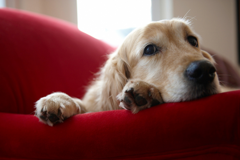 can dogs experience depression