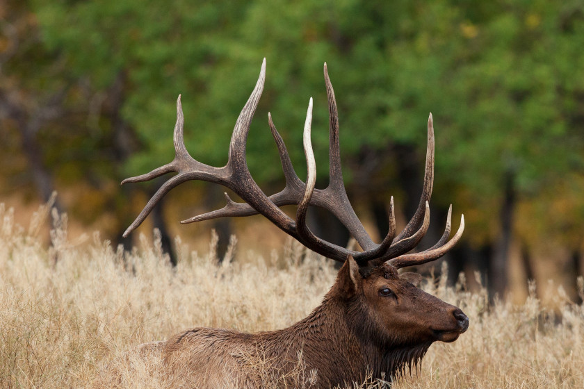 Best Places To Kill An Elk In The U.s.