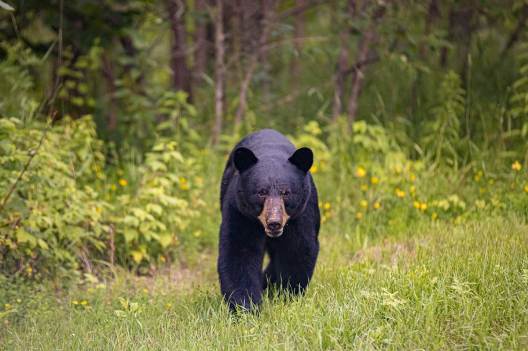 New Mexico Bear Hunting: The Details to Know Before You Go - Wide Open ...