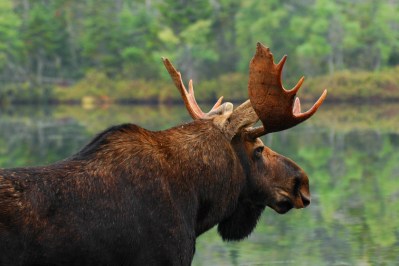 Moose Hunting: 9 Best States for a Bucket List Moose Hunt