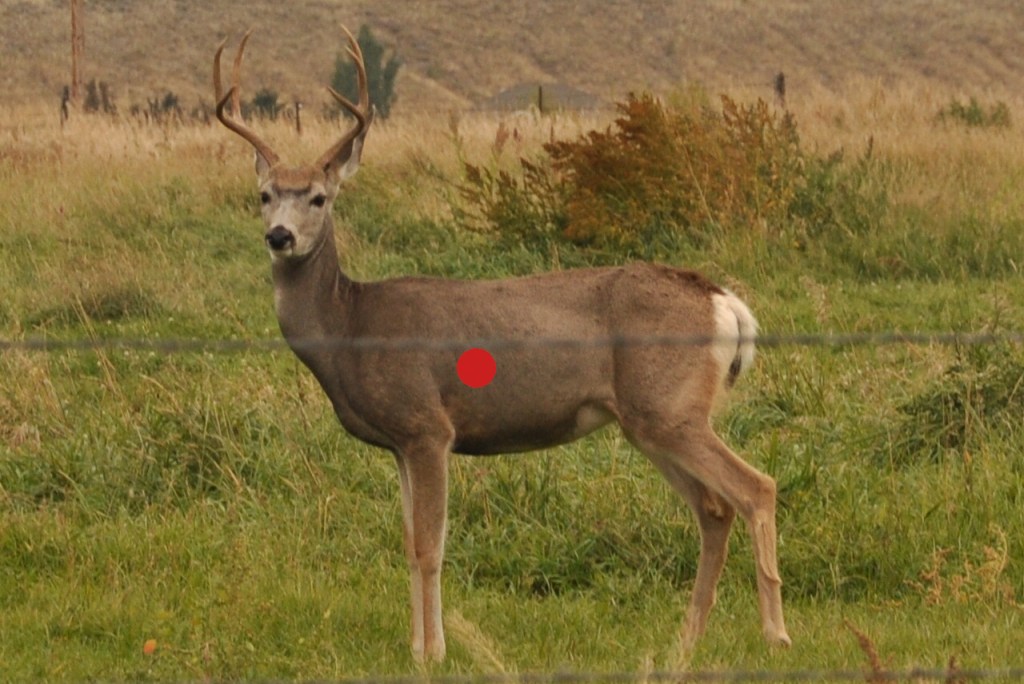 Where to Shoot Deer With a Crossbow for a Clean, Ethical Harvest