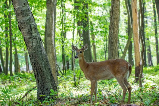 10 Worst Deer Hunting States in America