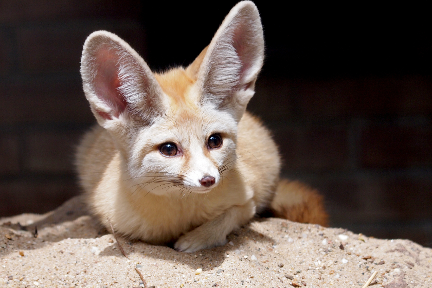 Do Fennec Foxes Make Good Pets? Here's What to Know