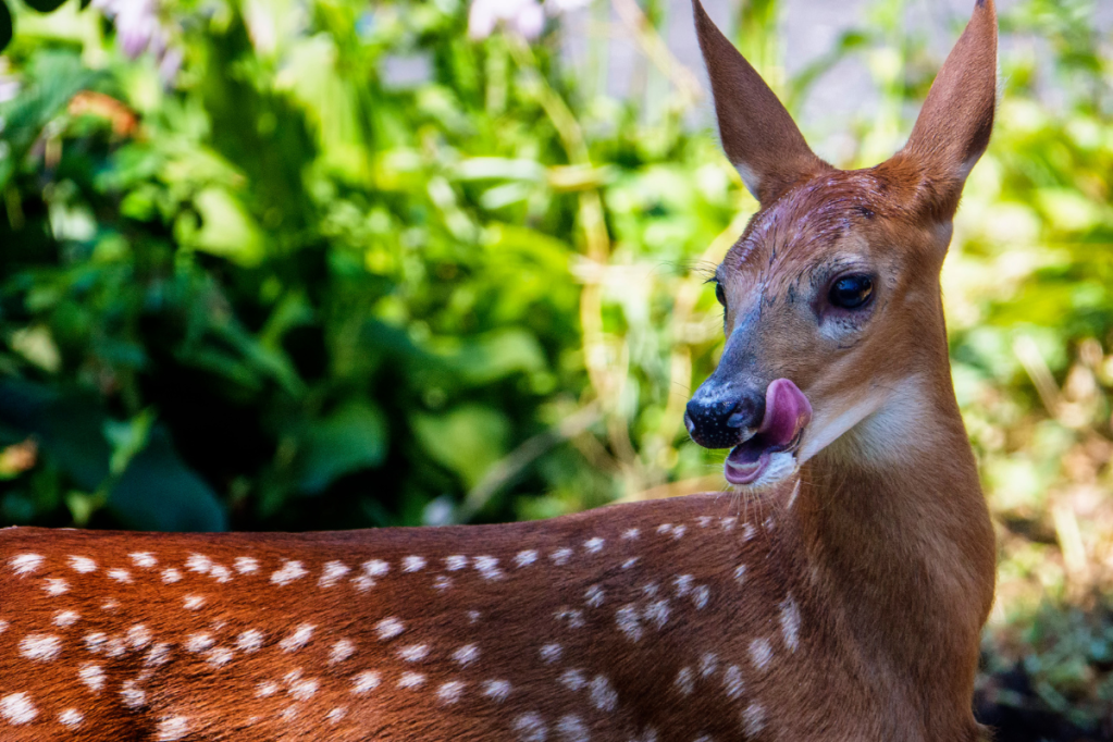 Whitetail Deer Diet: What They Eat, How Knowing Can Help You