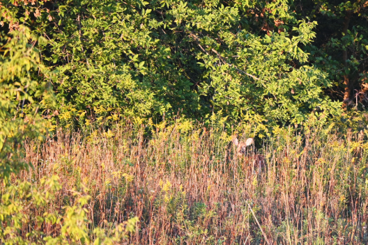 Best Deer Hunting Times: How to Maximize Time in the Woods