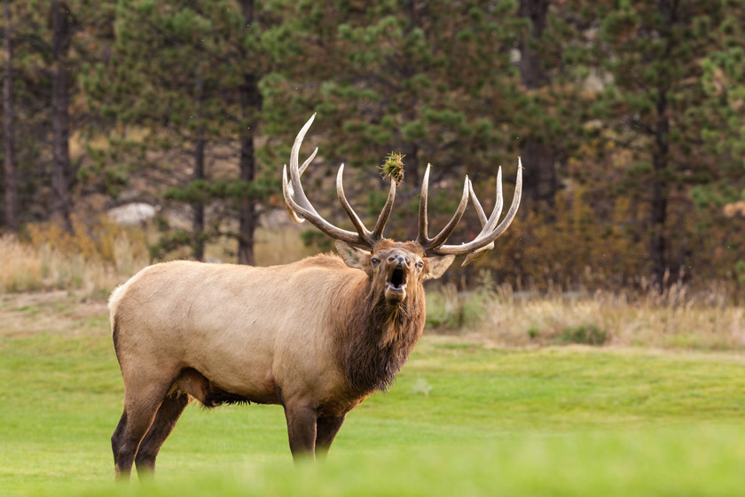 Michigan Elk Hunting: How to Go On a Once-in-a-Lifetime Hunt