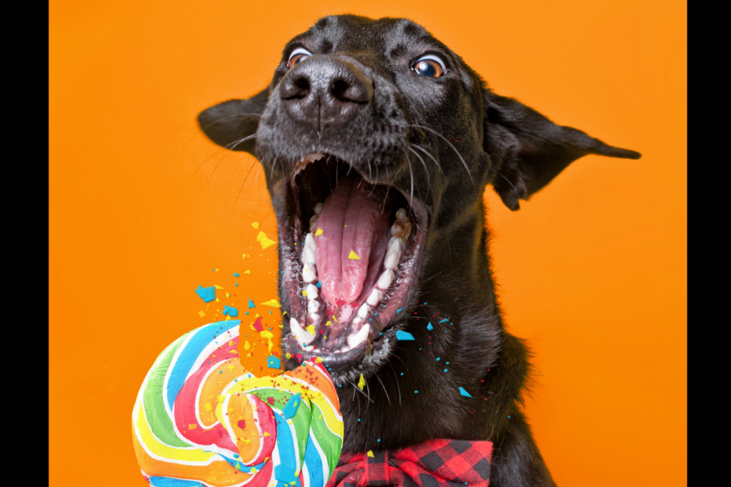 Can Dogs Eat Candy? Why It's Best To Keep Sweet Treats Away