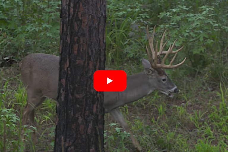 Tyler Jordan Smokes a Monster 186-Inch Georgia Whitetail With His Bow ...