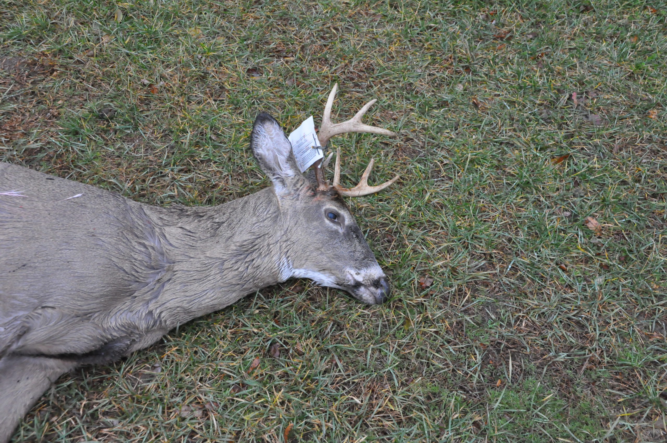 Late Season Deer Hunting Michigan: How To Fill Your Freezer At The Last ...