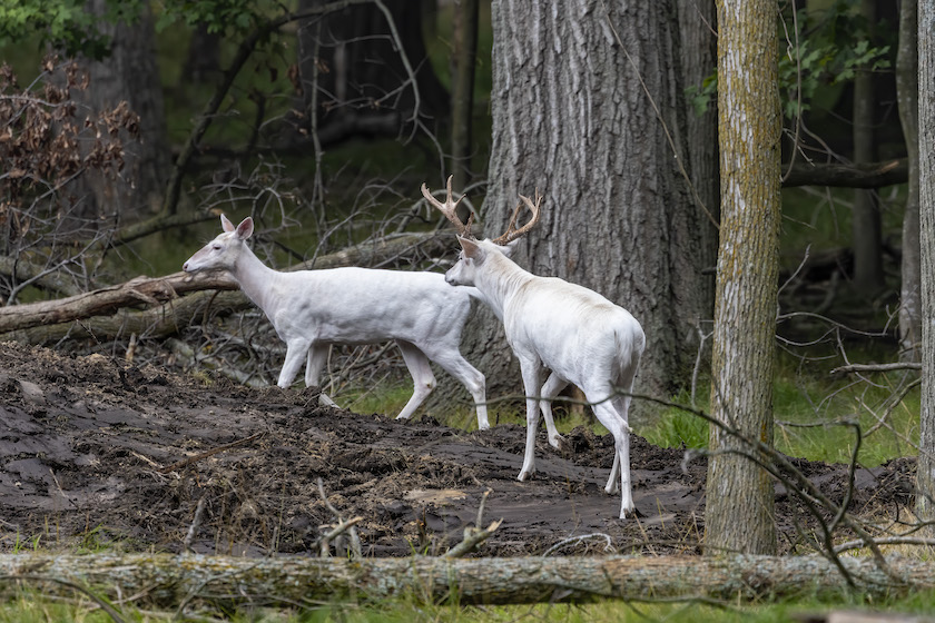 Can You Shoot Albino Deer? Ethics and Regulations Explained