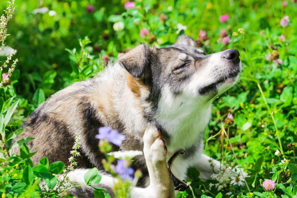 Seasonal Allergies in Dogs Signs, Symptoms, and Treatment