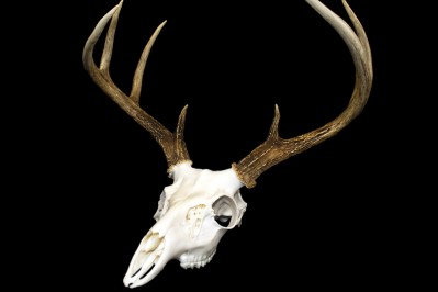 5 European Skull Mounting Kits to Display Your Trophy Bucks