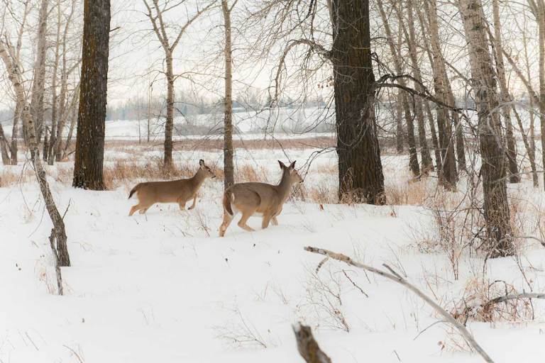 Antlerless Deer Tags Benefits of Special Permits, Seasons, and
