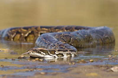 The 8 Most Problematic Invasive Species In Florida Right Now