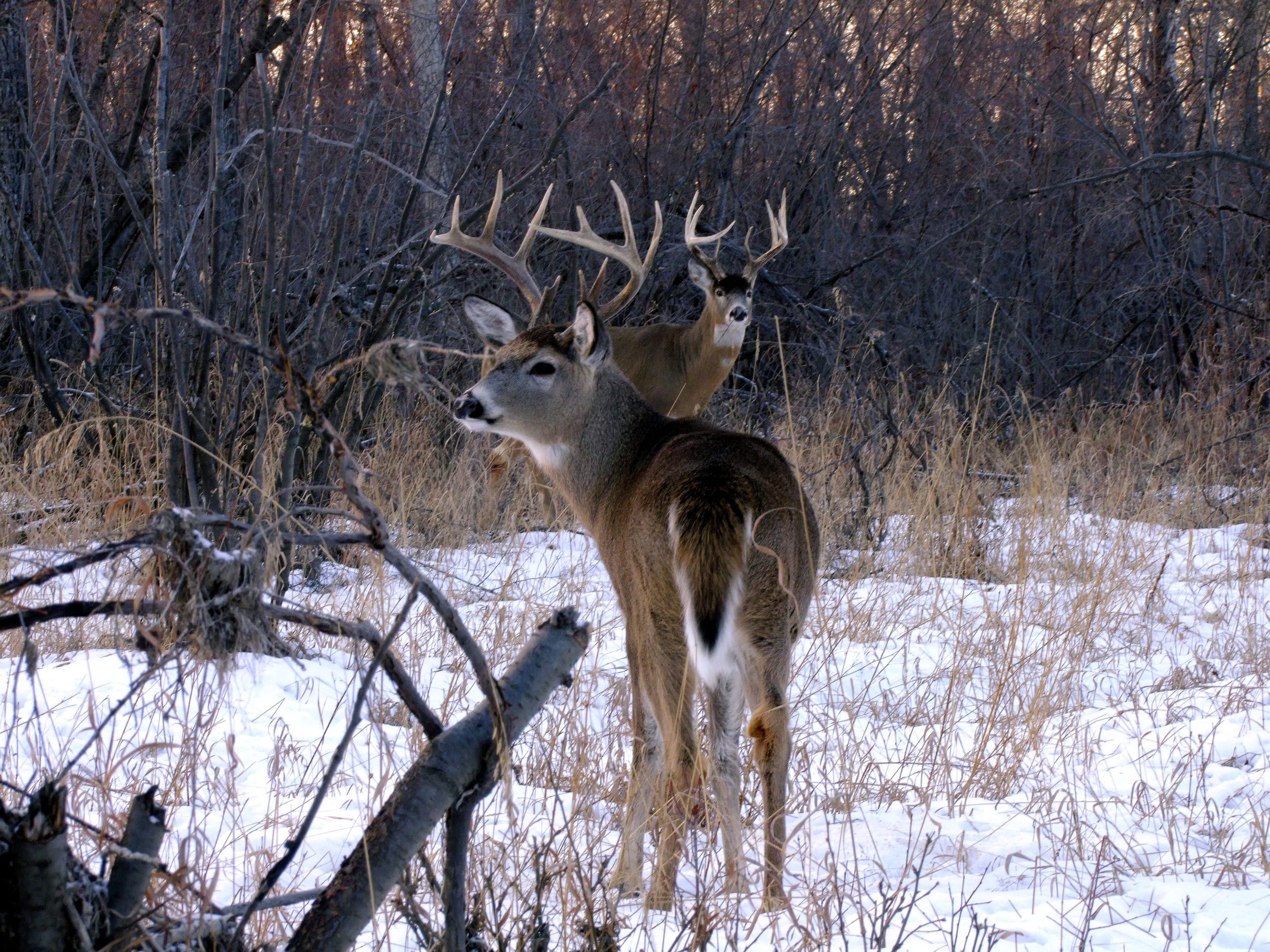 5 Late Season Deer Hunting Tips To Save Your Season At The Last Minute ...