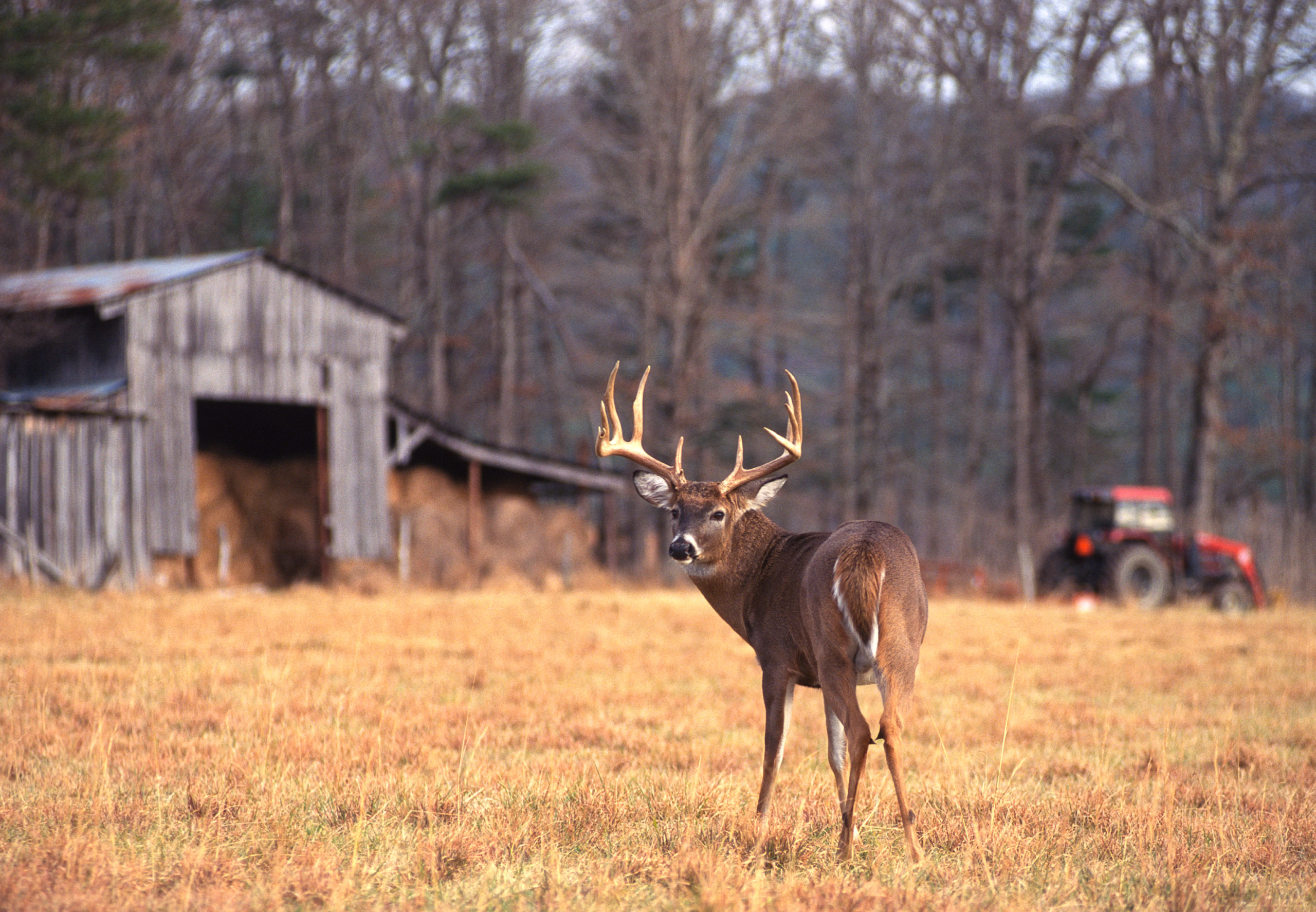 typical-vs-non-typical-deer-understanding-the-difference