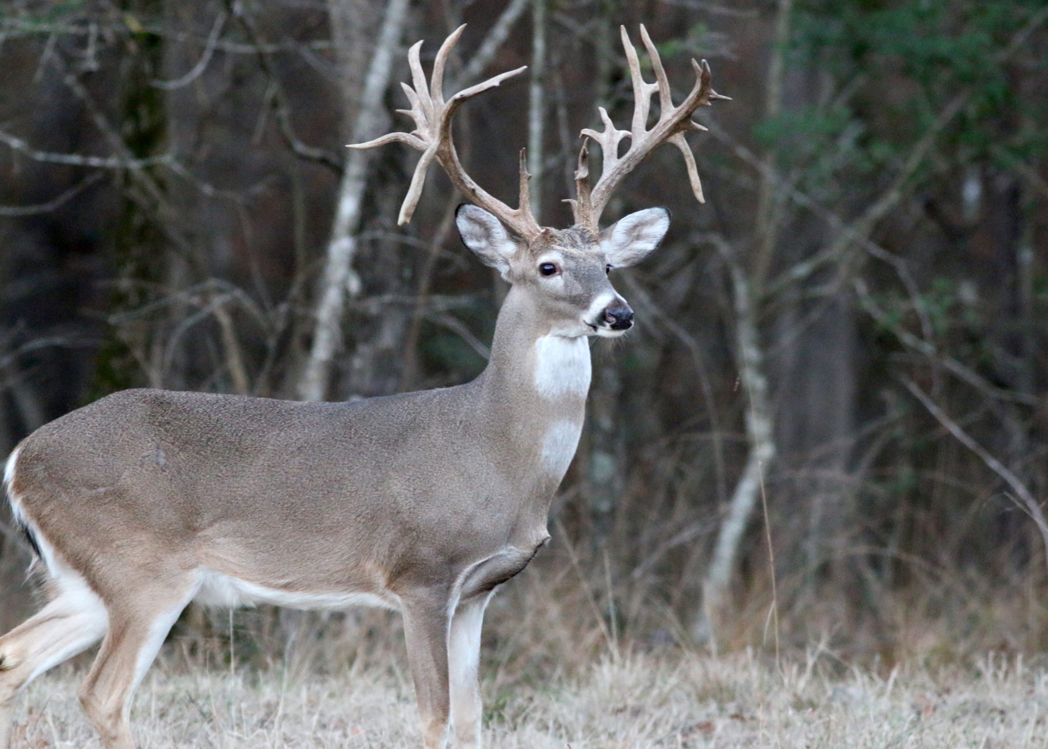 typical-vs-non-typical-deer-understanding-the-difference