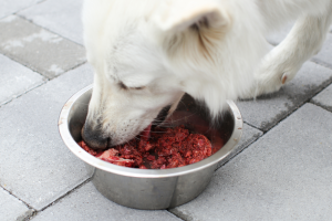 Venison Dog Food: How to Make It Healthy for Your Pet